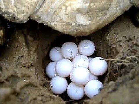 Puesta de huevos de tortuga sulcata (www.3olivos.es) - YouTube