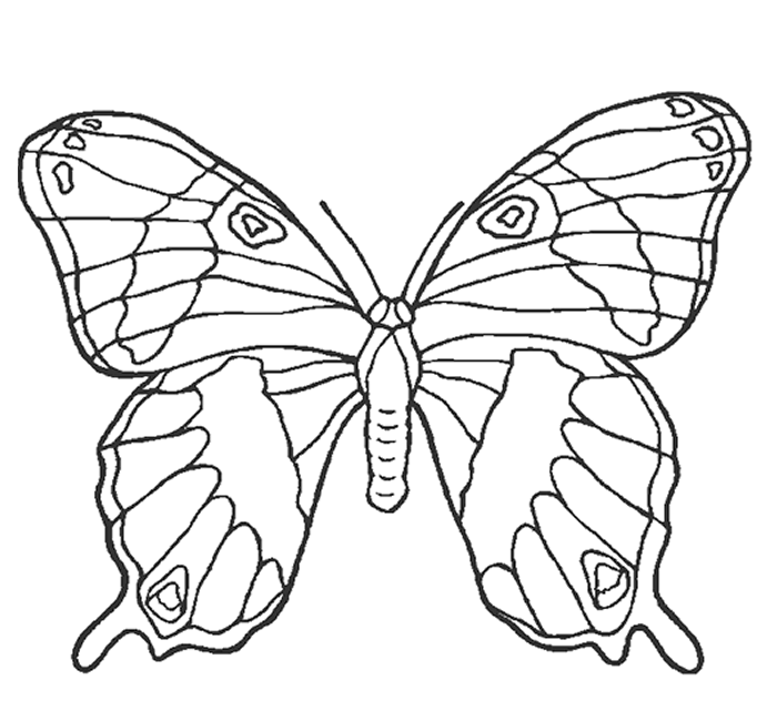 pulgón: mariposas para colorear