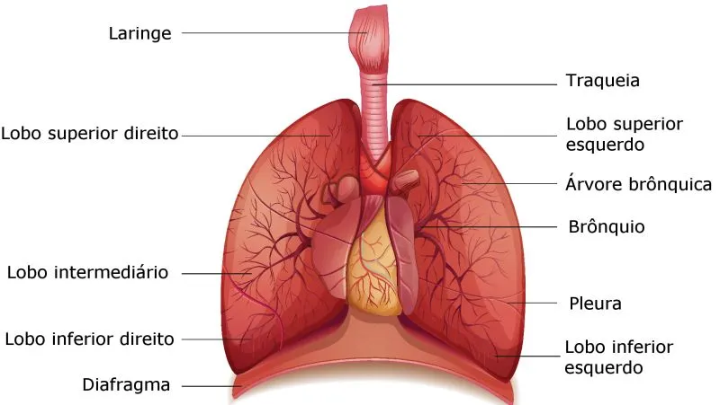 Pulmão - Órgãos do Sistema Respiratório - Anatomia Humana - InfoEscola Pulmão - Órgãos do Sistema Respiratório - Anatomia Humana - InfoEscola