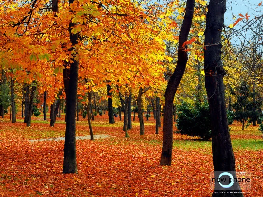 Ni un puntito somos en el Universo: El Otoño... Ni un puntito somos en el Universo: El Otoño...