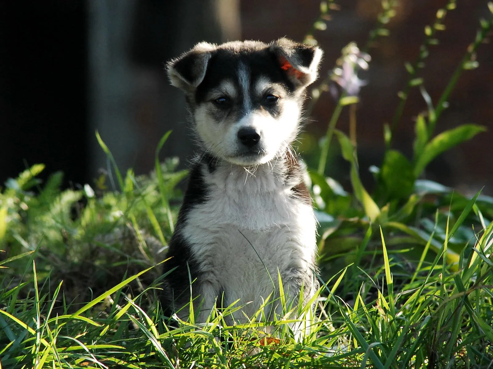 Puppies Pequeños cachorros HD | Photofusionvirtual Puppies Pequeños cachorros HD | Photofusionvirtual