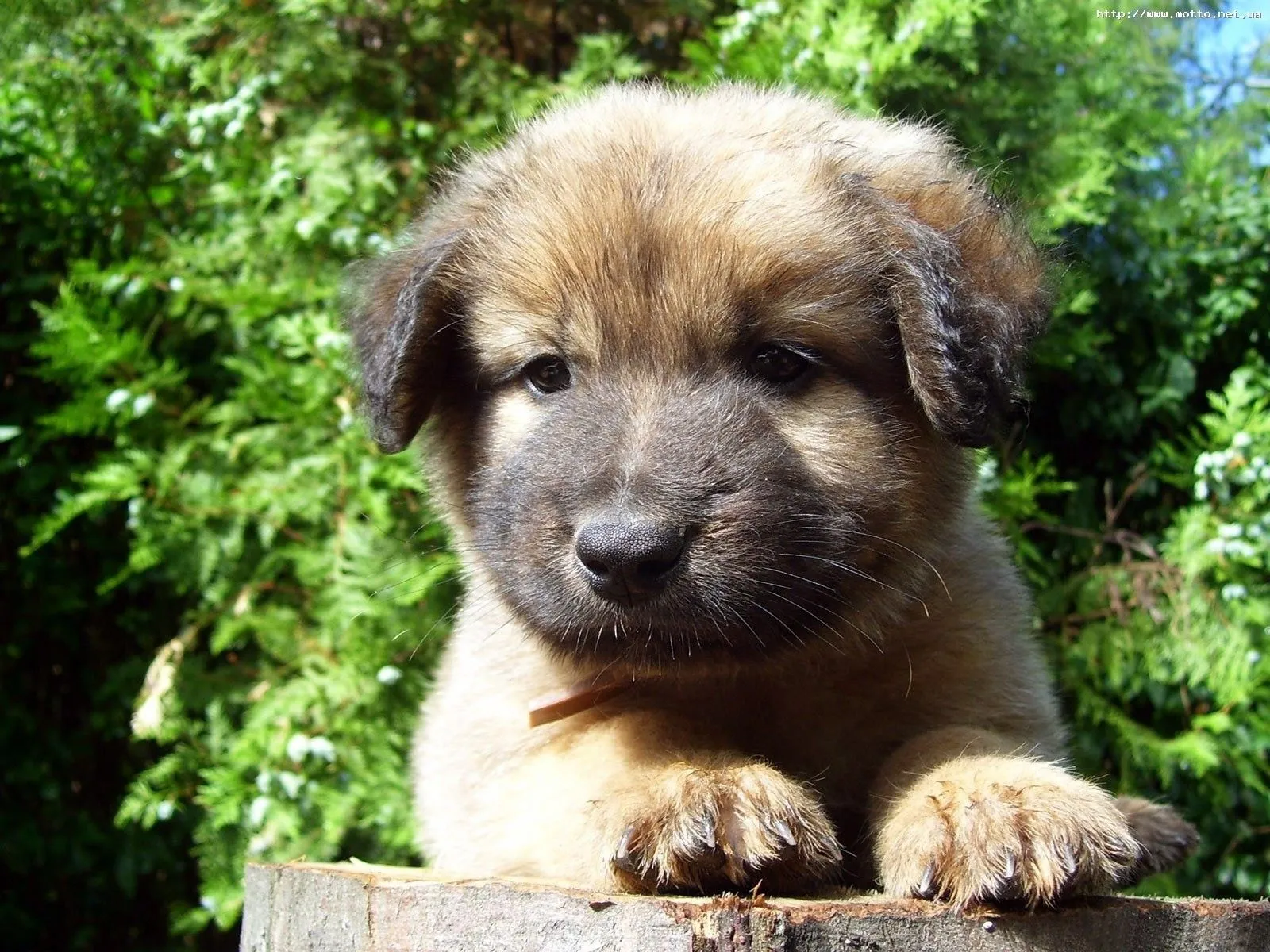 Puppies Pequeños cachorros HD | Photofusionvirtual Puppies Pequeños cachorros HD | Photofusionvirtual