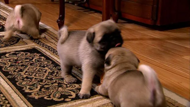 Puppy Pug Play Time | Too Cute | Animal Planet