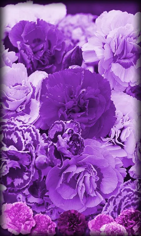 Púrpura Flores Fondo Animado - Aplicaciones Android en Google Play