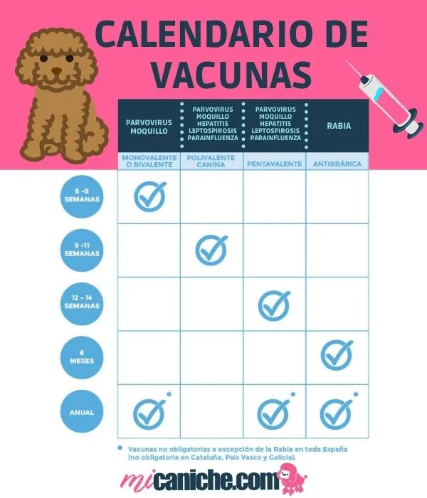 ▷【 ¿Qué vacunas necesita un perro caniche?】 - Mi Caniche