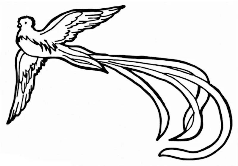 Imagen del quetzal ave nacional para colorear - Imagui