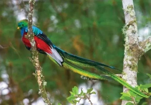 Quetzal Azul