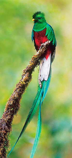 El Quetzal, el pájaro más lindo del mundo - Taringa!