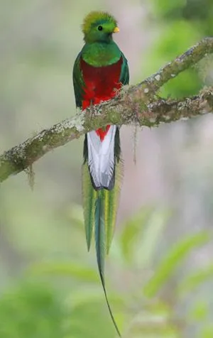 El Quetzal, el pájaro más lindo del mundo - Taringa!