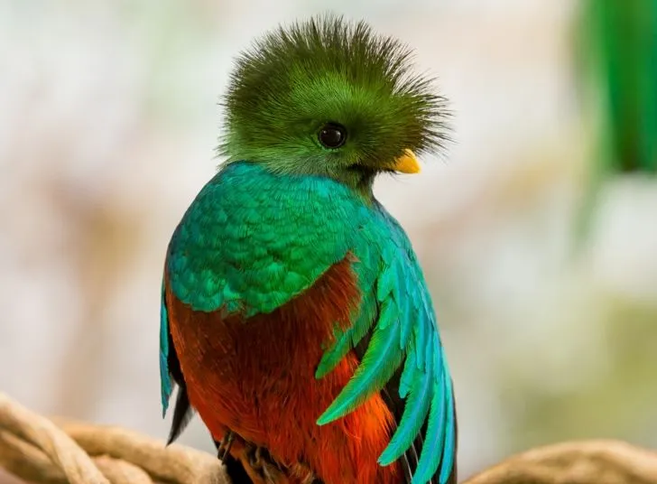 Quetzal-wide-i.jpg