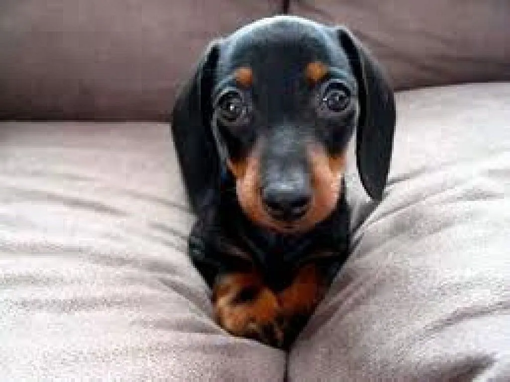Si quieres saber cómo educar a un cachorro? | Cuidar de tu perro ... Si quieres saber cómo educar a un cachorro? | Cuidar de tu perro ...