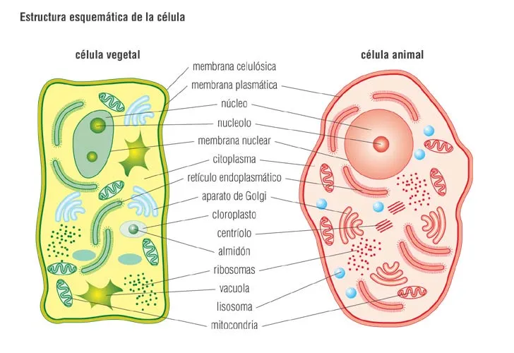 QUINTO GRADO: Las células y los microorganismos