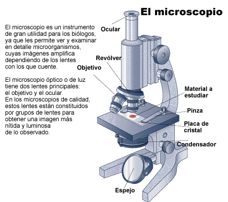 QUINTO GRADO: Microscopio