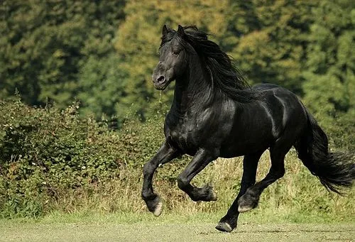 Los caballos mas bonitos del mundo - Imagui Los caballos mas bonitos del mundo - Imagui