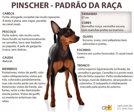 Raças de cachorro - Pinscher (Deutscher Pinscher) - Artigos sobre ... Raças de cachorro - Pinscher (Deutscher Pinscher) - Artigos sobre ...