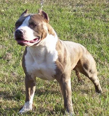 ... Radicales por la Revolución Animal: El aMeRiCaN pItBuLl TerRiEr ... Radicales por la Revolución Animal: El aMeRiCaN pItBuLl TerRiEr