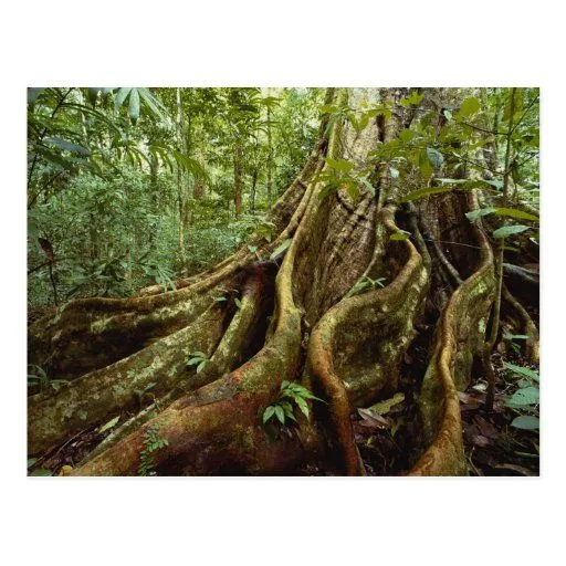 Raíces y tronco del árbol del Sloanea Tarjeta Postal de Zazzle. Raíces y tronco del árbol del Sloanea Tarjeta Postal de Zazzle.