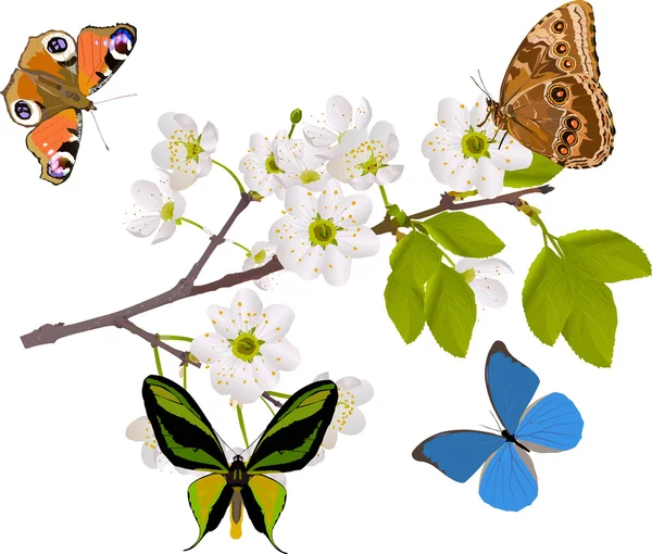 rama de cerezo con cuatro grandes mariposas — Vector stock © Dr ...
