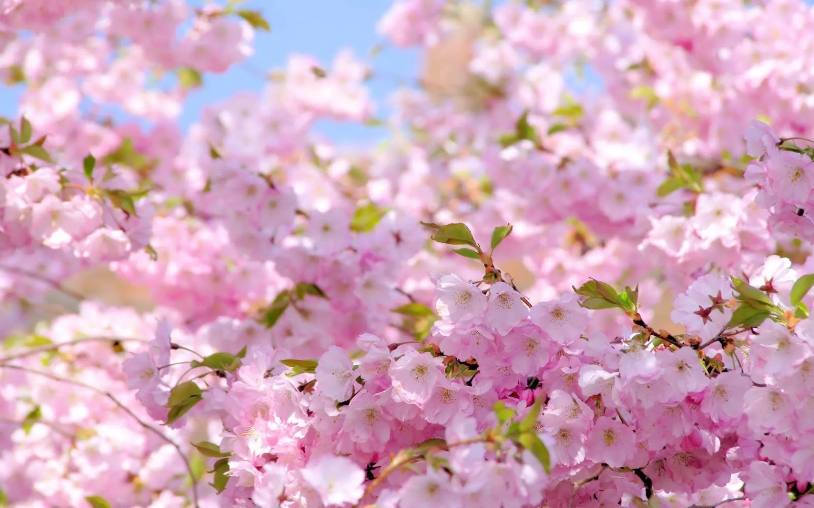Ramas de un arbol lleno de flores rosadas | wallpapernarium Ramas de un arbol lleno de flores rosadas | wallpapernarium