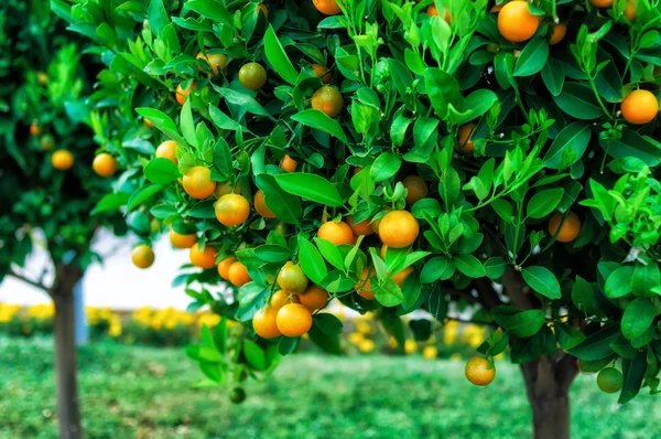 Ramas con los frutos de los árboles de mandarina — Foto stock ...