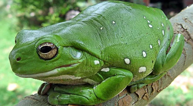 La rana arborícola verde