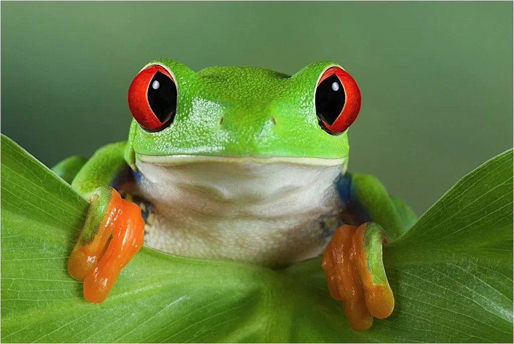 La fascinante rana verde de ojos rojos | LaReserva
