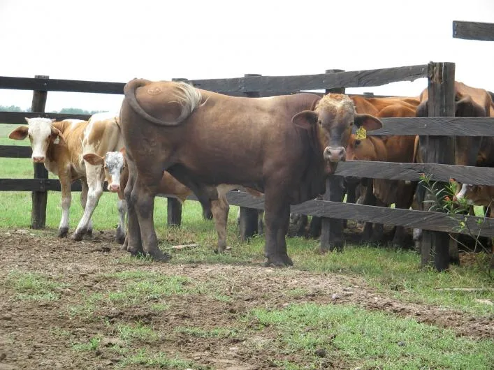 Rancho el arcangel-ganado bovino en TAMUIN. Teléfono y más info.