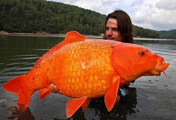 Rarezas de la naturaleza: El pez dorado mas grande del mundo