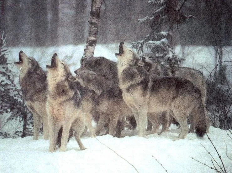 El Rastreador de Noticias » Los 'inviernos de lobos' eran peores antes