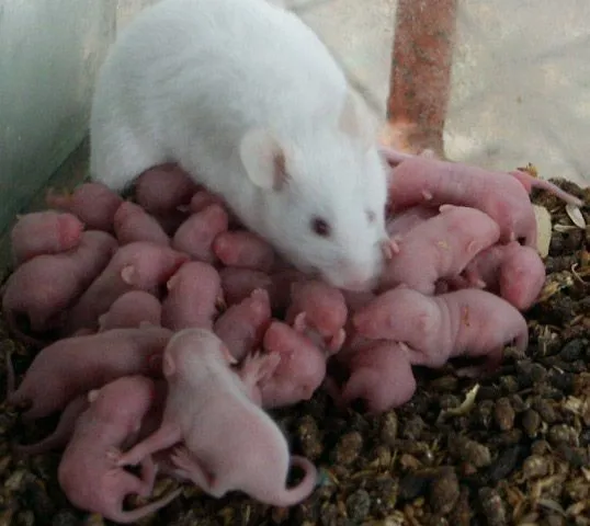 Las ratas preñadas tendrán 4 semanas para abandonar la ciudad ...