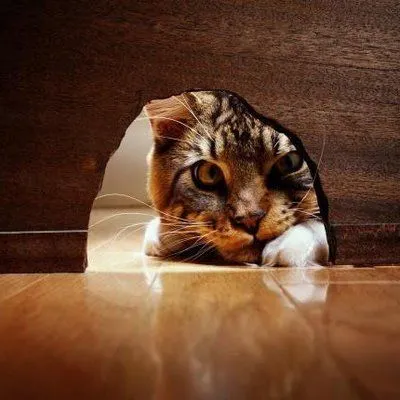 Por qué los ratones huyen de los gatos? « animalsfunny Por qué los ratones huyen de los gatos? « animalsfunny
