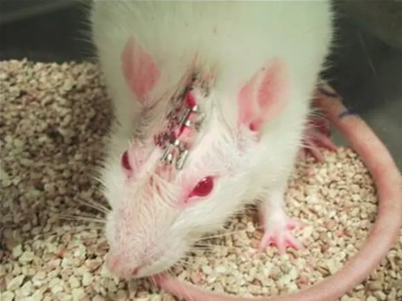 Ratones y ratas en laboratorios | PETA Latino