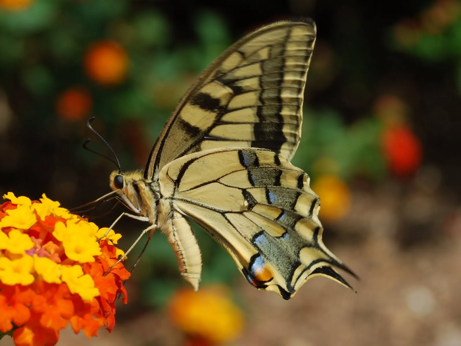 Raul Gil naturaleza y pesca: UNA DE NUETRAS BONITAS MARIPOSAS DIURNAS Raul Gil naturaleza y pesca: UNA DE NUETRAS BONITAS MARIPOSAS DIURNAS