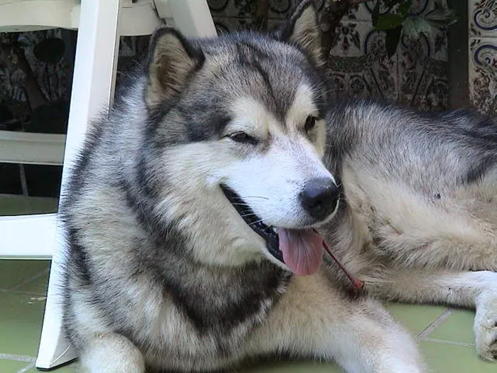Raza Alaskan Malamute. Fotos de perros Alaskan Malamute Raza Alaskan Malamute. Fotos de perros Alaskan Malamute