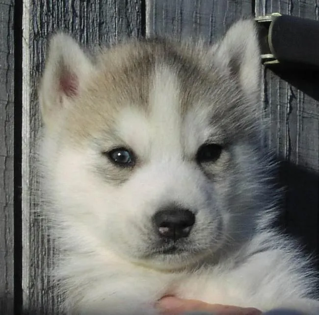 Raza Husky Siberiano. Fotos de perros Husky Siberiano