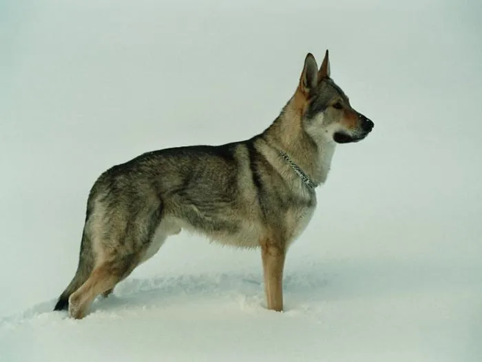Raza Perro Lobo de Checoslovaquia. Fotos del perro Lobo de ...