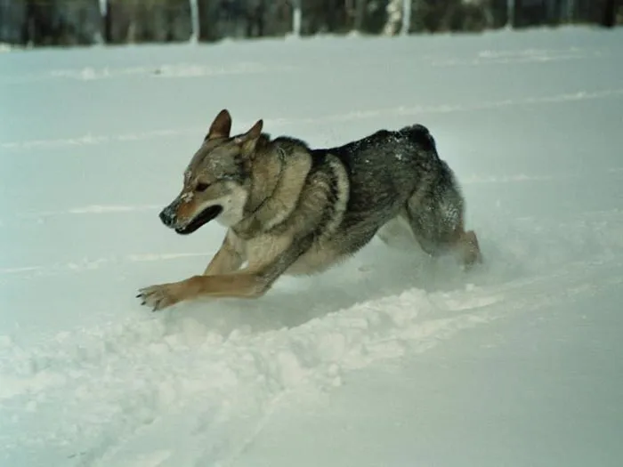 Raza Perro Lobo de Checoslovaquia. Fotos del perro Lobo de ...