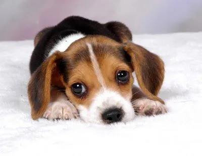 La raza de perros mas linda! (Según mi punto de vista) - Taringa! La raza de perros mas linda! (Según mi punto de vista) - Taringa!