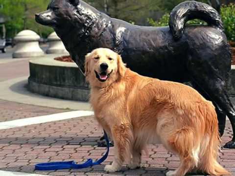 La mejor raza de perros del mundo, el Golden Retriever - YouTube