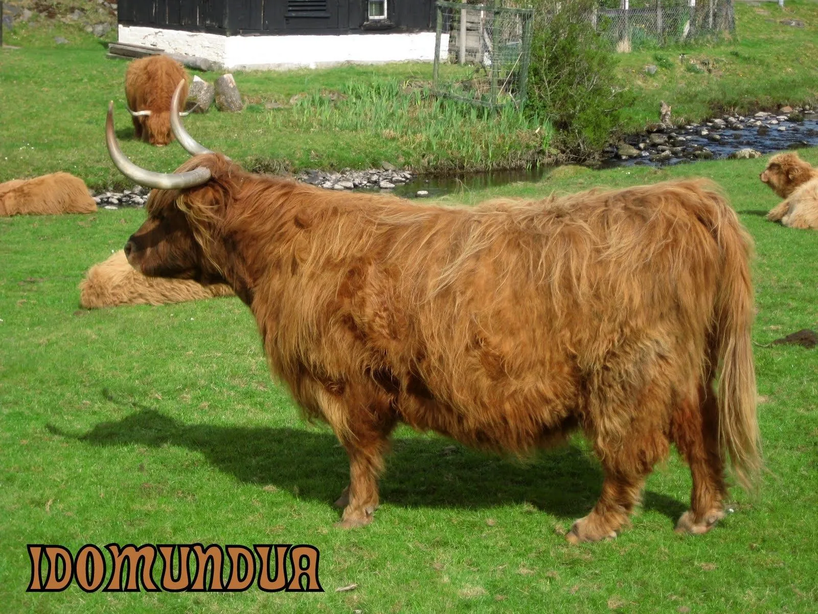 esta raza de vacas fue introducida en otros paises el esta raza de vacas fue introducida en otros paises el