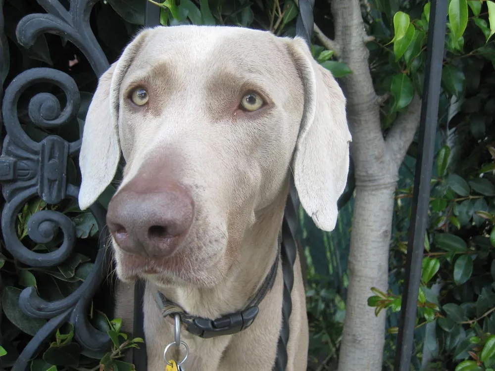 Raza Weimaraner. Fotos de perros Weimaraner Raza Weimaraner. Fotos de perros Weimaraner
