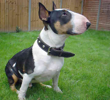 Razas: Bull terrier ingles | Todo sobre perros | Razas de perros ... Razas: Bull terrier ingles | Todo sobre perros | Razas de perros ...