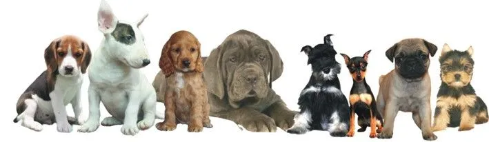 Como elegir a tu cachorro | Blog, Mascotas, Pets Boss