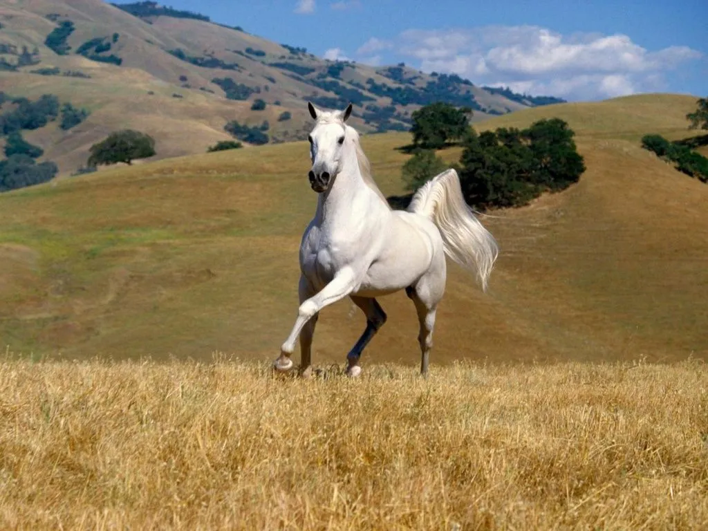  ... las razas mas espectaculares de caballos asi como sus caracterizticas