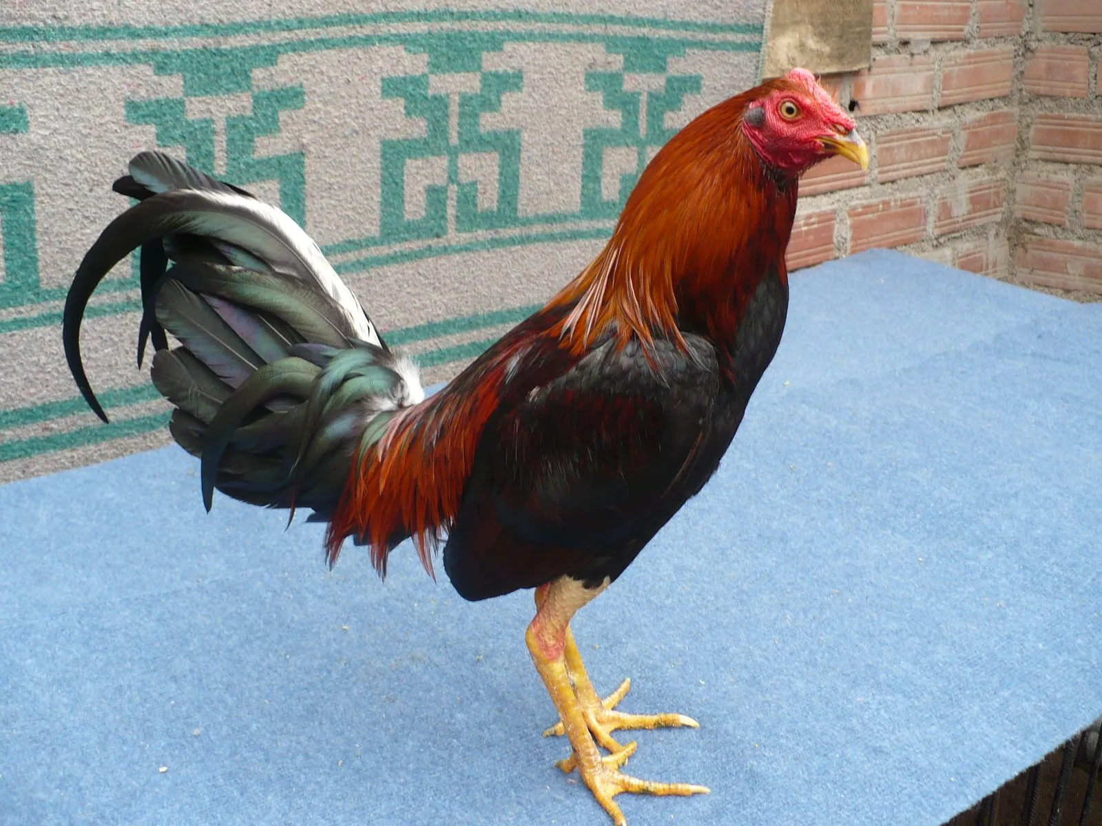 RAZAS DE GALLOS - LINEA CUBANA"LOS JINETEROS" RAZAS DE GALLOS - LINEA CUBANA"LOS JINETEROS"