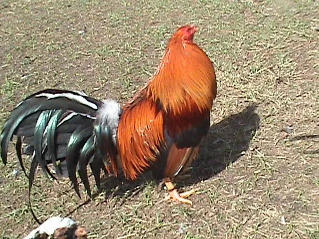 Cuantas razas de gallos | mundoanimaldelosgallos Cuantas razas de gallos | mundoanimaldelosgallos