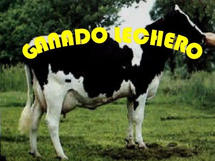 Razas de ganado lechero mas comunes en Honduras