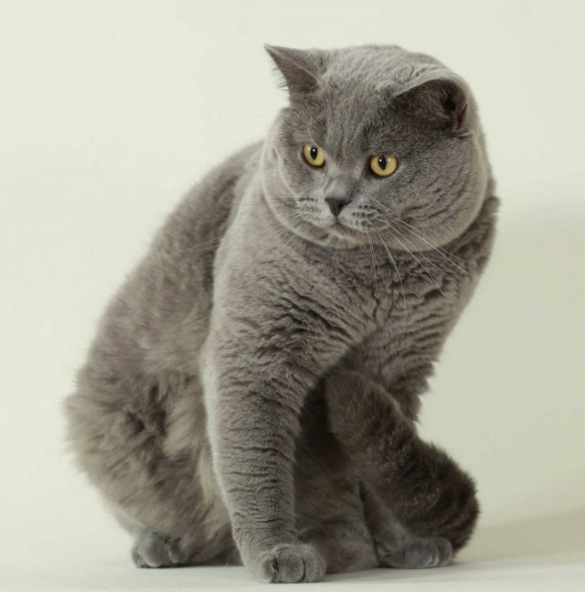 Razas de gatos que se adaptan mejor a los cambios. MundoGatos. Razas de gatos que se adaptan mejor a los cambios. MundoGatos.