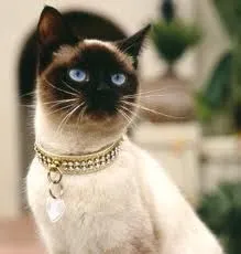 Razas de Gatos. El Siames | Mi mundo Animal,perros,fotos,articulos de ... Razas de Gatos. El Siames | Mi mundo Animal,perros,fotos,articulos de ...