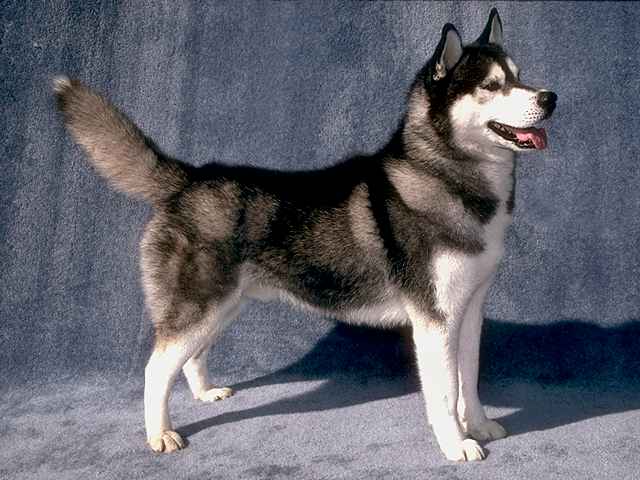 Razas: Husky siberiano | Todo sobre perros | Razas de perros | Juegos ... Razas: Husky siberiano | Todo sobre perros | Razas de perros | Juegos ...